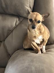 Lost Female Dog last seen 7th and justice , Lubbock, TX 79424