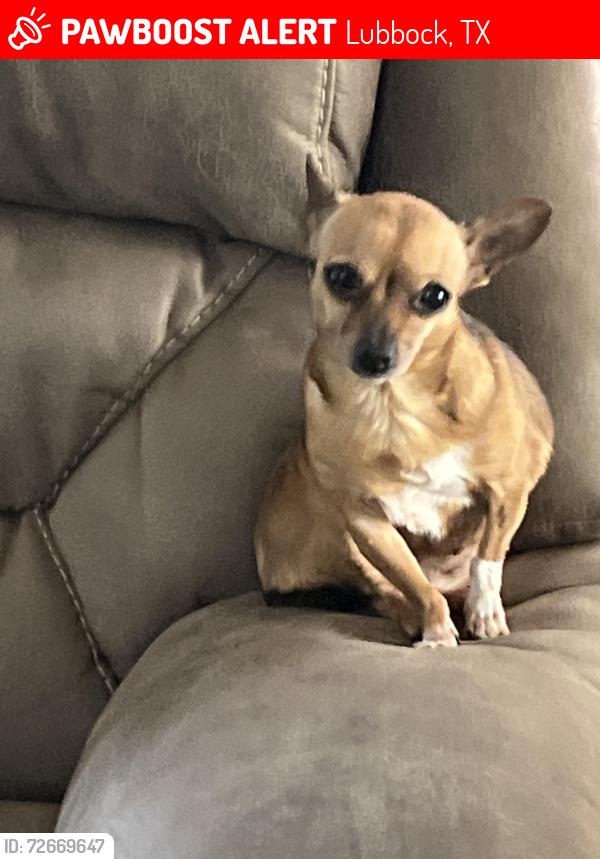 Lost Female Dog last seen 7th and justice , Lubbock, TX 79424