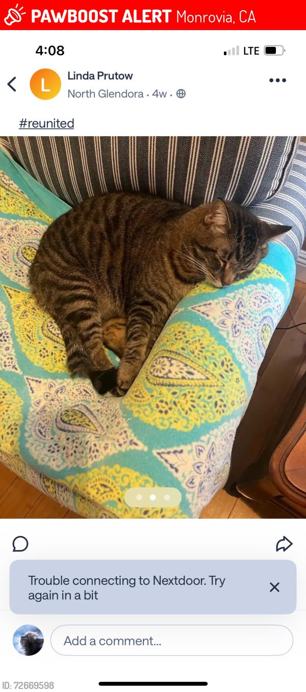Lost Female Cat last seen Glendora Ave and foothill, Monrovia, CA 91016