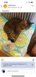 Lost Female Cat last seen Glendora Ave and foothill, Monrovia, CA 91016