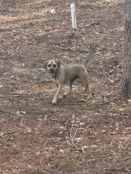 Found/Stray Unknown Dog last seen Burning Tree, Chapel Hill, NC 27517