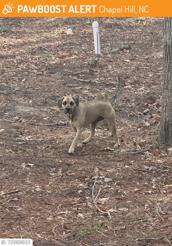 Found/Stray Unknown Dog last seen Burning Tree, Chapel Hill, NC 27517