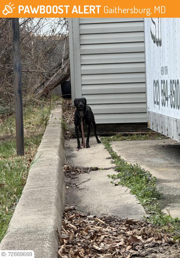 Found/Stray Unknown Dog last seen tony’s corvette , Gaithersburg, MD 20879