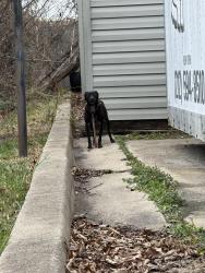 Found/Stray Unknown Dog last seen tony’s corvette , Gaithersburg, MD 20879
