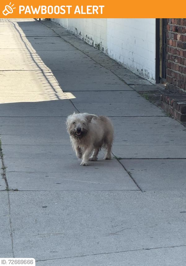 Found/Stray Unknown Dog last seen Lost Dog roaming on street. Sadler and Beverly last seen going towards Atlantic, East Los Angeles. Please if its yours go look for him. I was not able to get him and was scared would run through the blvd., East Los Angeles, CA 90022