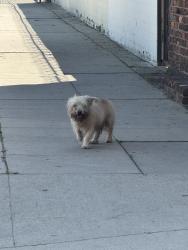 Found/Stray Unknown Dog last seen Lost Dog roaming on street. Sadler and Beverly last seen going towards Atlantic, East Los Angeles. Please if its yours go look for him. I was not able to get him and was scared would run through the blvd., East Los Angeles, CA 90022