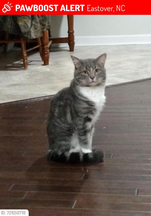 Lost Male Cat last seen , Eastover, NC 28312