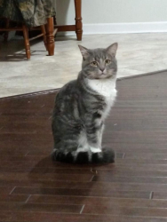 Lost Male Cat last seen , Eastover, NC 28312