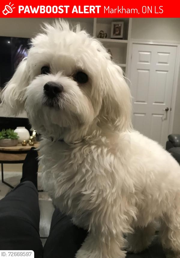 Lost Male Dog last seen Vanni Ave./Canfield Drive Markham, Ontario, Markham, ON L3S