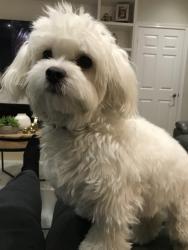 Lost Male Dog last seen Vanni Ave./Canfield Drive Markham, Ontario, Markham, ON L3S