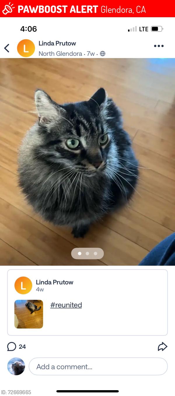Lost Male Cat last seen Glendora Ave and Foothill, Glendora, CA 91741