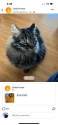Lost Male Cat last seen Glendora Ave and Foothill, Glendora, CA 91741