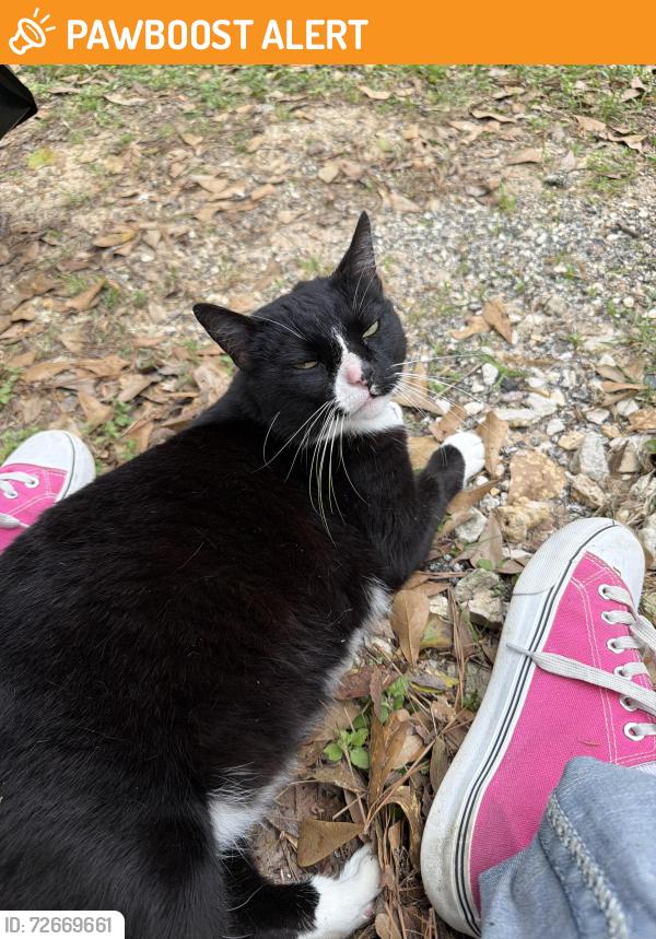 Found/Stray Unknown Cat last seen Nichols Sawmill Road and Horseshoe Trail, Montgomery County, TX 77355