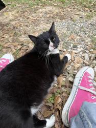 Found/Stray Unknown Cat last seen Nichols Sawmill Road and Horseshoe Trail, Montgomery County, TX 77355
