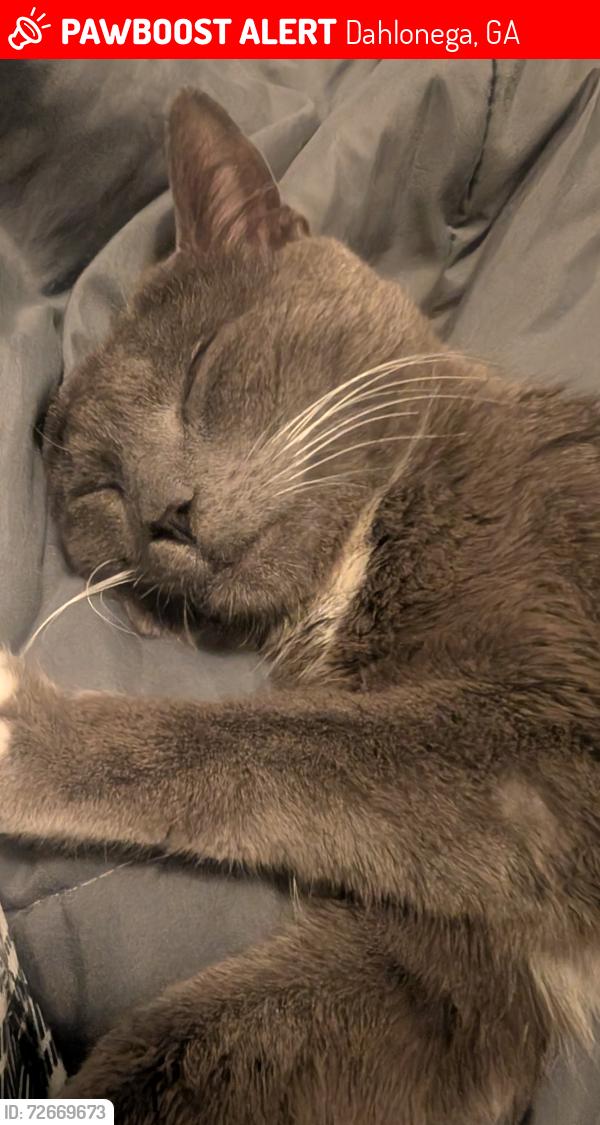 Lost Male Cat last seen hosp, Dahlonega, GA 30533