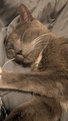 Lost Male Cat last seen hosp, Dahlonega, GA 30533