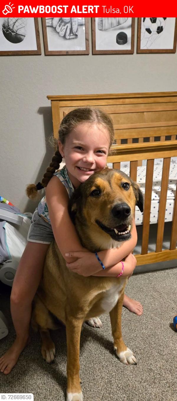 Lost Male Dog last seen 81st & 33rd, Tulsa, OK 74132