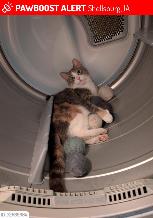 Lost Female Cat last seen 64th St and 28th Ave, Shellsburg, IA 52332