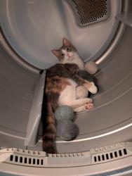 Lost Female Cat last seen 64th St and 28th Ave, Shellsburg, IA 52332