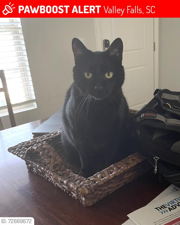 Lost Male Cat last seen Mike Drive/Circle. Behind the Fish Market off 9. , Valley Falls, SC 29303