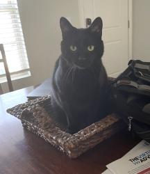 Lost Male Cat last seen Mike Drive/Circle. Behind the Fish Market off 9. , Valley Falls, SC 29303