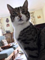 Lost Male Cat last seen Stow Park Nursing home, , Wales NP20