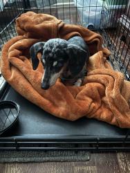 Found/Stray Female Dog last seen On Amy Street, Fayetteville, NC 28301