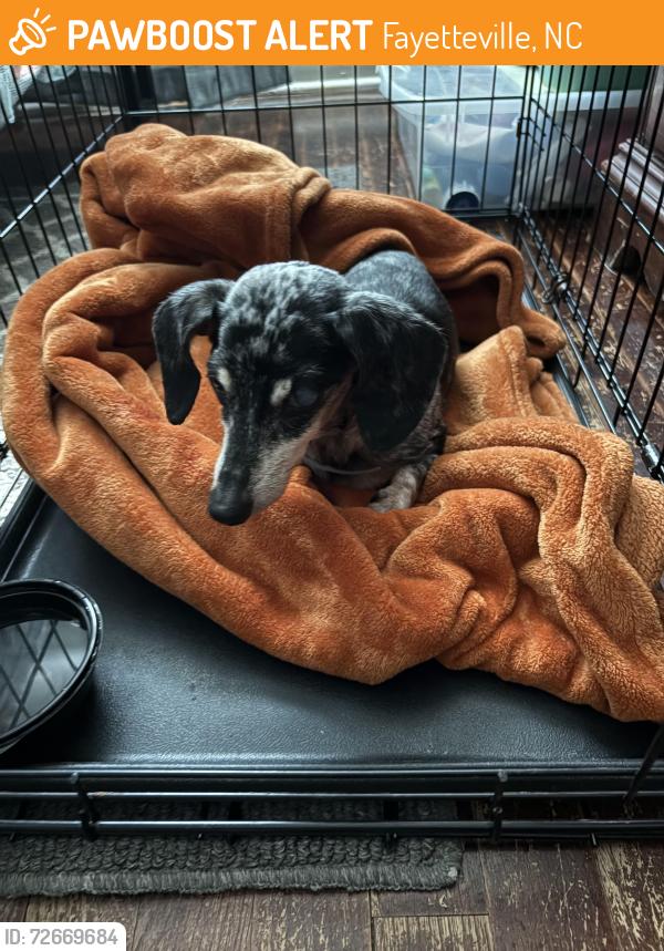 Found/Stray Female Dog last seen On Amy Street, Fayetteville, NC 28301