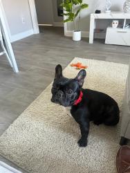 Lost Male Dog last seen Near Lewis Dr Goodlettsville apart 202 37072, Goodlettsville, TN 37072