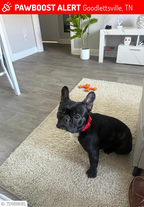 Lost Male Dog last seen Near Lewis Dr Goodlettsville apart 202 37072, Goodlettsville, TN 37072