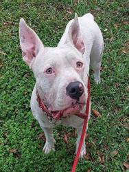 Shelter Stray Female Dog last seen Near BLOCK SW 10 ST, DANIA FL 33004, Davie, FL 33312