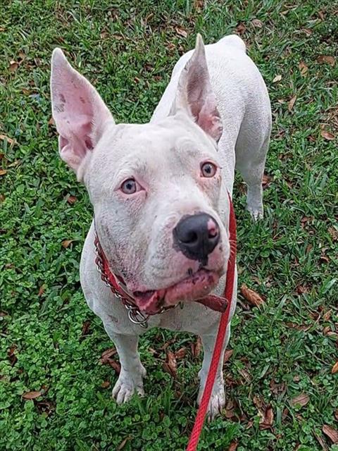 Shelter Stray Female Dog last seen Near BLOCK SW 10 ST, DANIA FL 33004, Davie, FL 33312