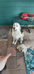 Found/Stray Male Dog last seen Dollar General on Radio Ln , Rosenberg, TX 77471