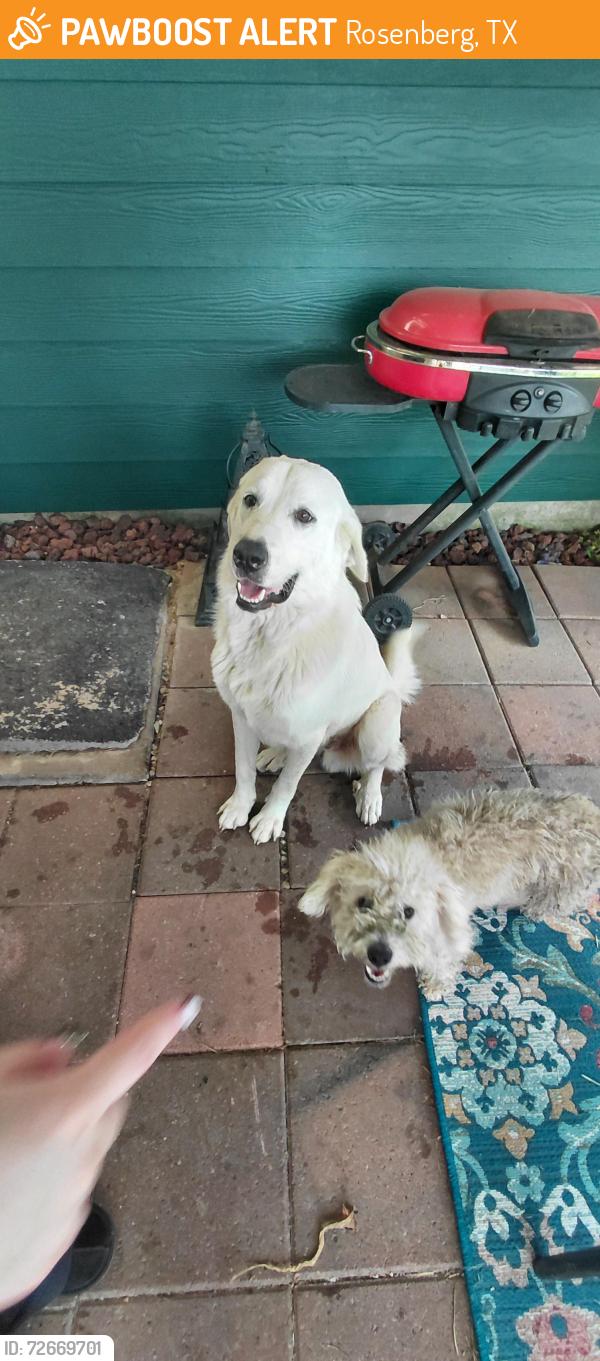 Found/Stray Male Dog last seen Dollar General on Radio Ln , Rosenberg, TX 77471