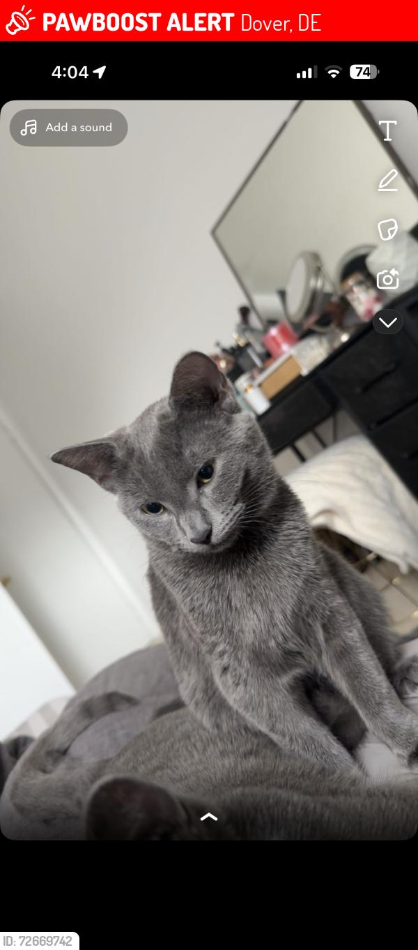 Lost Female Cat last seen Wawa on forest ave , Dover, DE 19904