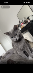 Lost Female Cat last seen Wawa on forest ave , Dover, DE 19904