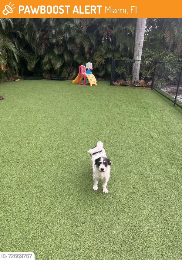 Found/Stray Male Dog last seen Near SW 157th Ave Miami, FL 33187 United States, Miami, FL 33187