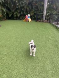 Found/Stray Male Dog last seen Near SW 157th Ave Miami, FL 33187 United States, Miami, FL 33187