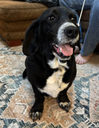 Found/Stray Female Dog last seen Bell and Blue Hole, Nashville, TN 37013