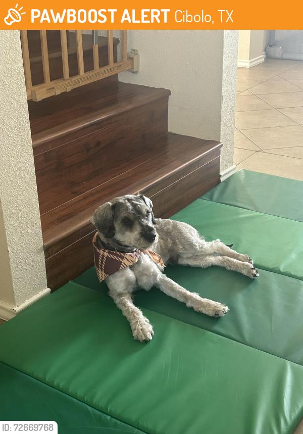 Found/Stray Male Dog last seen Rooted Fork, Cibolo, TX 78108