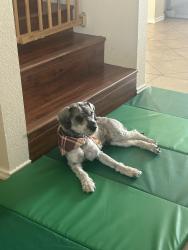 Found/Stray Male Dog last seen Rooted Fork, Cibolo, TX 78108