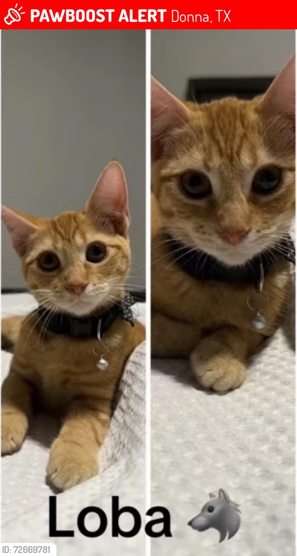 Lost Female Cat last seen Felicidad , Donna, TX 78537