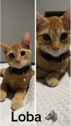 Lost Female Cat last seen Felicidad , Donna, TX 78537