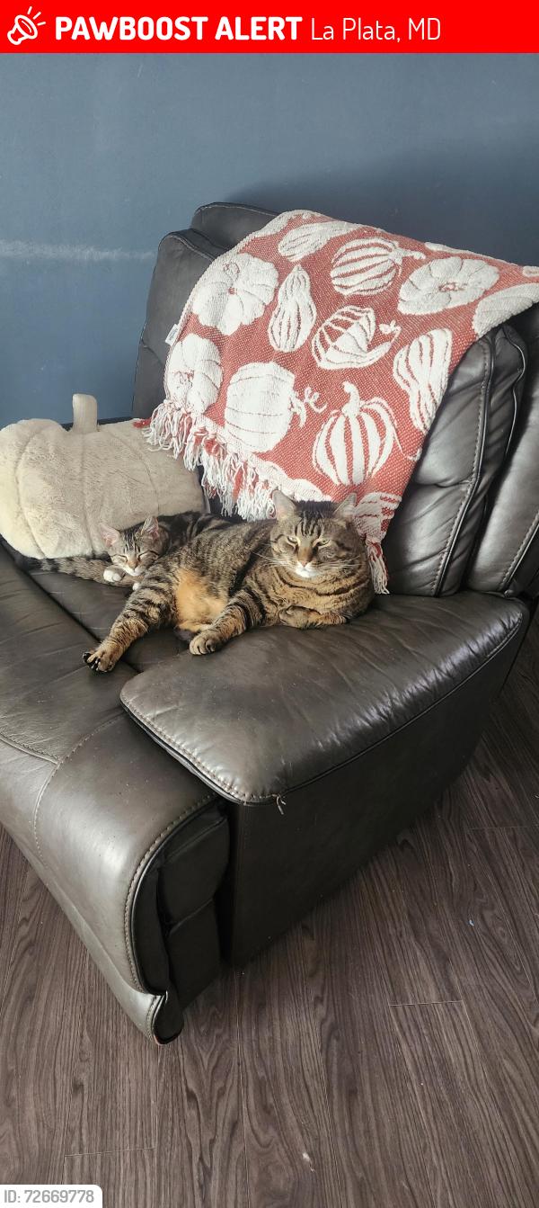 Lost Male Cat last seen Pender drive, 301, La Plata, MD 20646