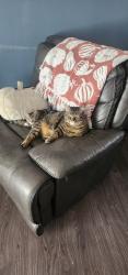 Lost Male Cat last seen Pender drive, 301, La Plata, MD 20646
