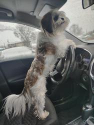 Lost Female Dog last seen 25th keystone , Indianapolis, IN 46220