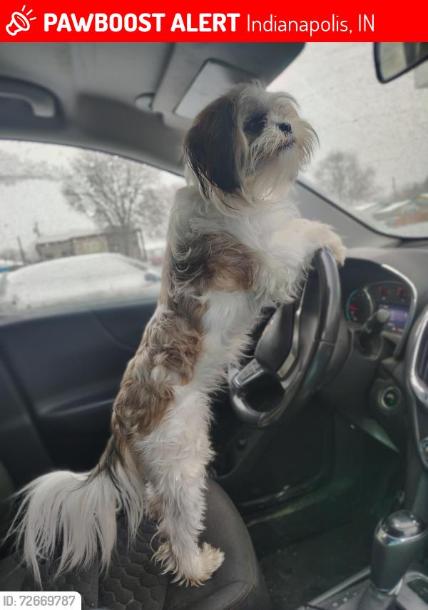 Lost Female Dog last seen 25th keystone , Indianapolis, IN 46220