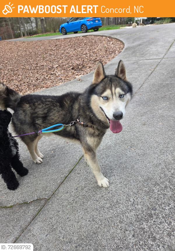 Found/Stray Male Dog last seen lower rocky river rd, Concord, NC 28075
