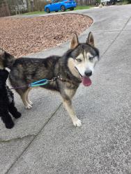 Found/Stray Male Dog last seen lower rocky river rd, Concord, NC 28075