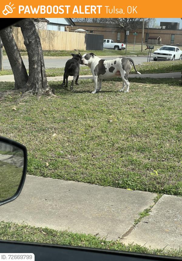 Found/Stray Unknown Dog last seen Near S133 east ave, Tulsa, OK 74134